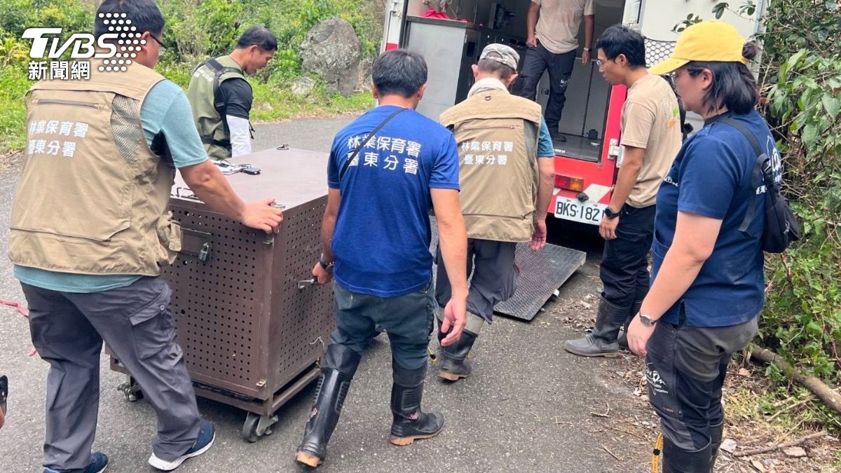這頭輕微受傷的台灣黑熊後續將由野灣野生動物醫院照養觀察,待健康過關後再行野放。(圖/TVBS)