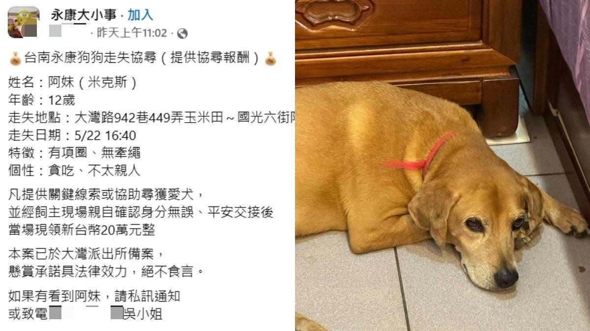 美琪回家改找「阿妹」!台南飼主祭20萬尋愛犬:絕不會食言