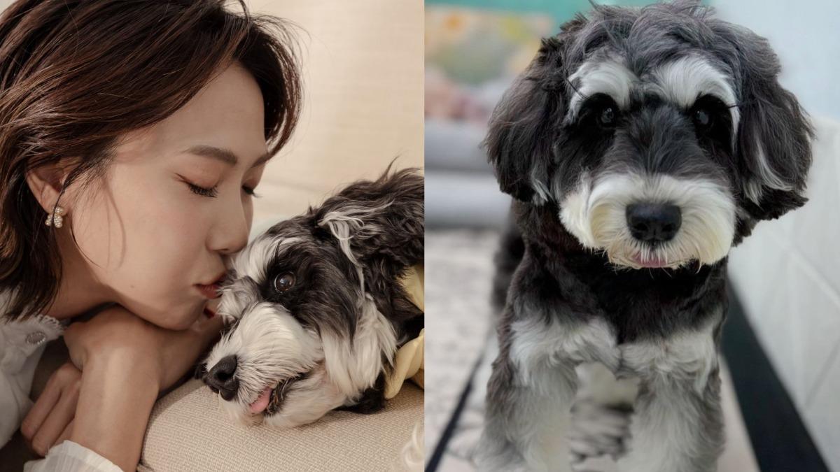 大牙領養愛犬掃出「雙晶片」!淚揭繁殖場種母悲歌:被當垃圾丟棄