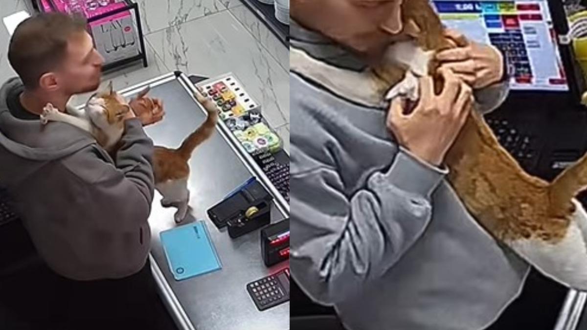土耳其一隻流浪貓在被一家玻璃店老闆餵食後，每天都會回店內找老闆討抱。　（圖／翻攝自TikTok）
