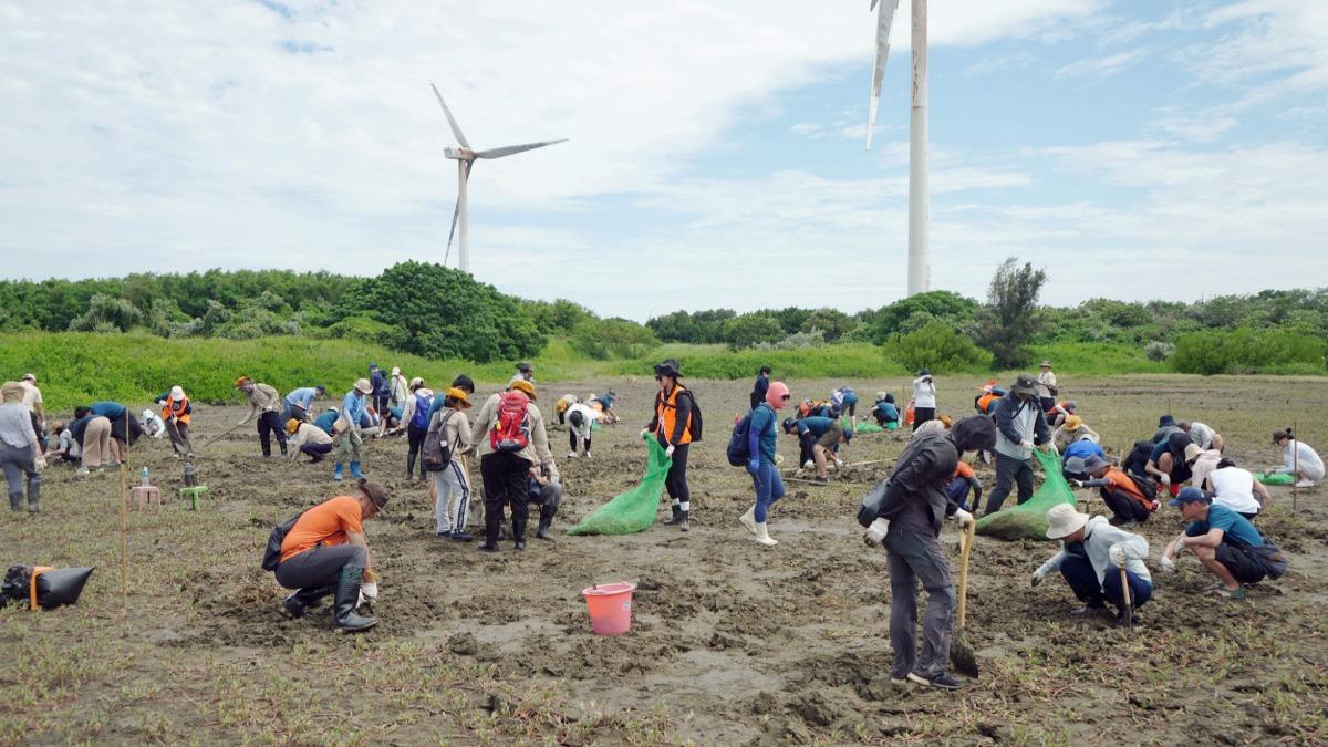 新竹市政府號召企業，攜手推動香山濕地棲地復育，台灣旱招潮蟹再現。（圖／新竹市政府）