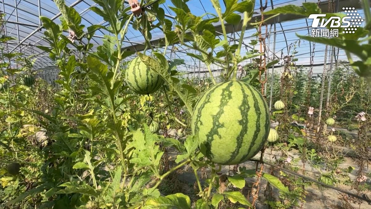 產地農民解釋，迷你西瓜依栽種方式分為網室與非網室兩種，價格因此有所落差。（圖／TVBS）