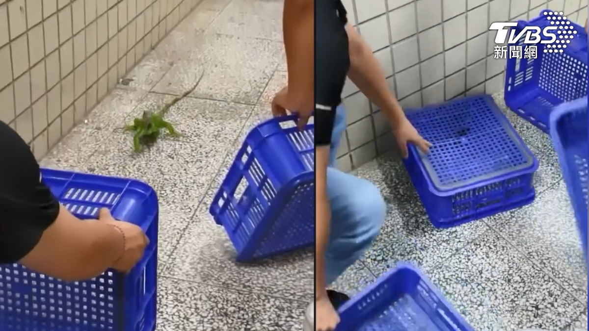 高雄市中心一間綜合高中校園內驚見綠鬣蜥出沒，所幸具有童軍背景的學務主任帶領學生，以水果籃溫柔圍捕成功（圖／翻攝 threads@hez__611）