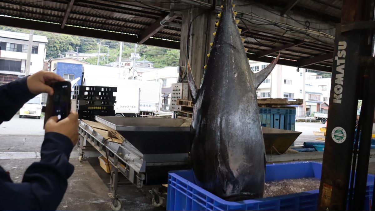 成魚捕撈限制開展10多年,各國沿海黑鮪魚數量暴增。(圖/翻攝一般社團法人 靜岡縣定置漁業協會)