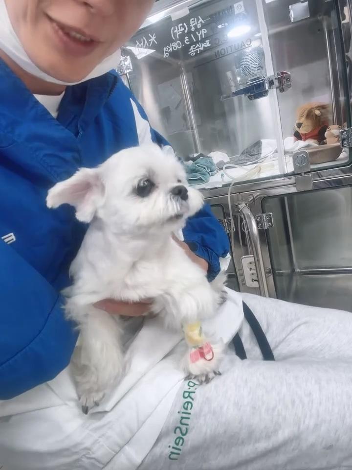 愛犬空兒最近狀態也不好，讓利特疲於奔命。（圖／翻攝自利特IG）