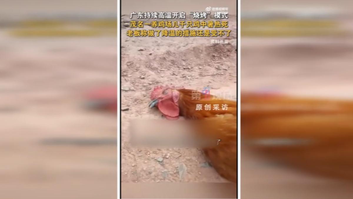 廣東茂名一家養雞場的老闆無奈表示,場內死了數千隻雞,全都是因為中暑。(圖/微博)