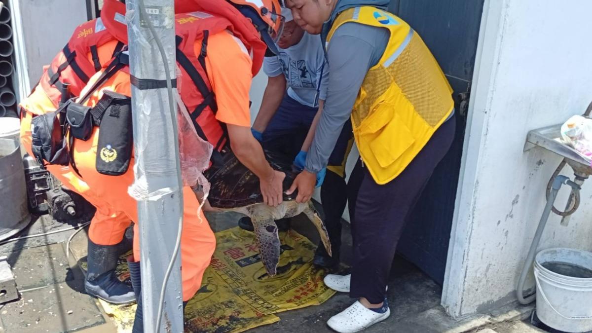 目前海龜已由海保署接手帶回台北照顧。(圖/村長提供)