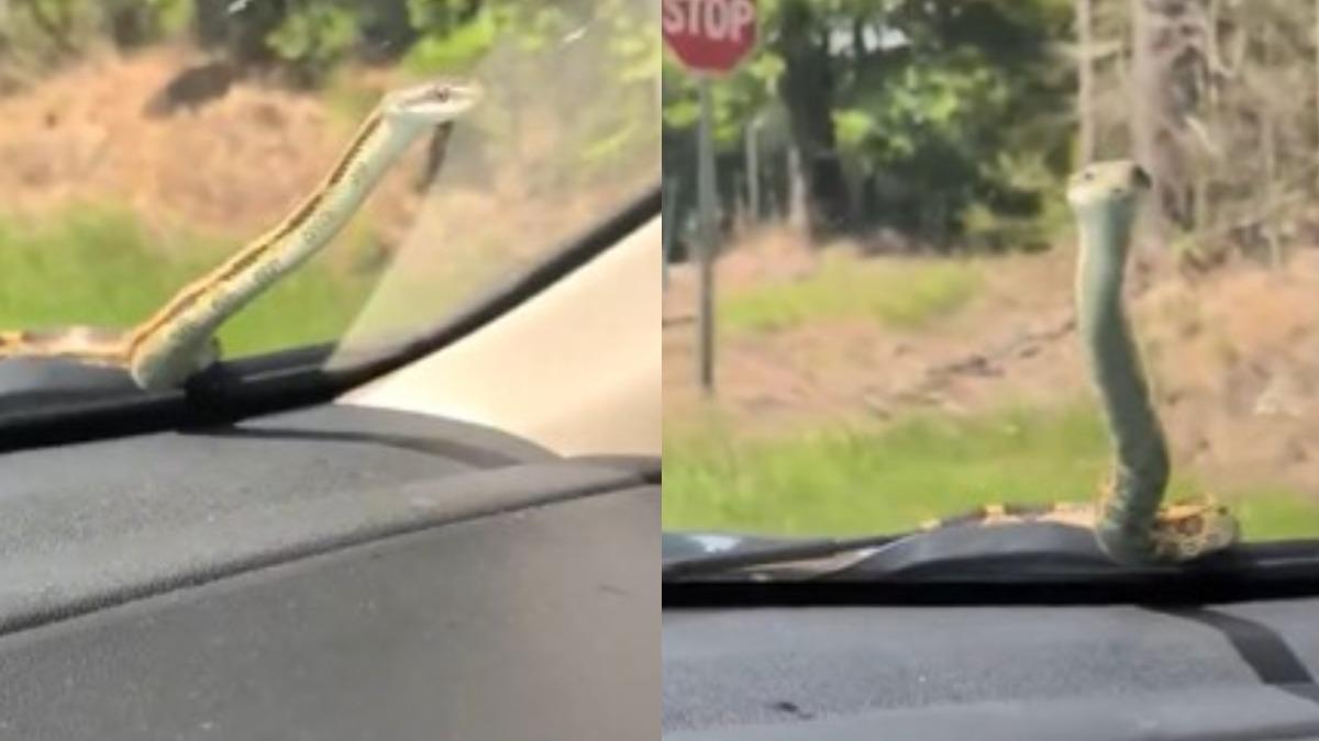 有片/開車返家驚見「擋風玻璃竄出蛇」 美籍女崩潰尖叫畫面曝