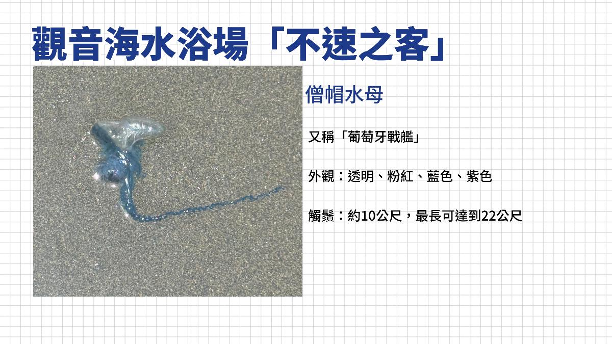 僧帽水母外觀看似夢幻，數十公尺的觸鬚卻暗藏危機，不慎觸碰嚴重恐致命。（圖／TVBS）