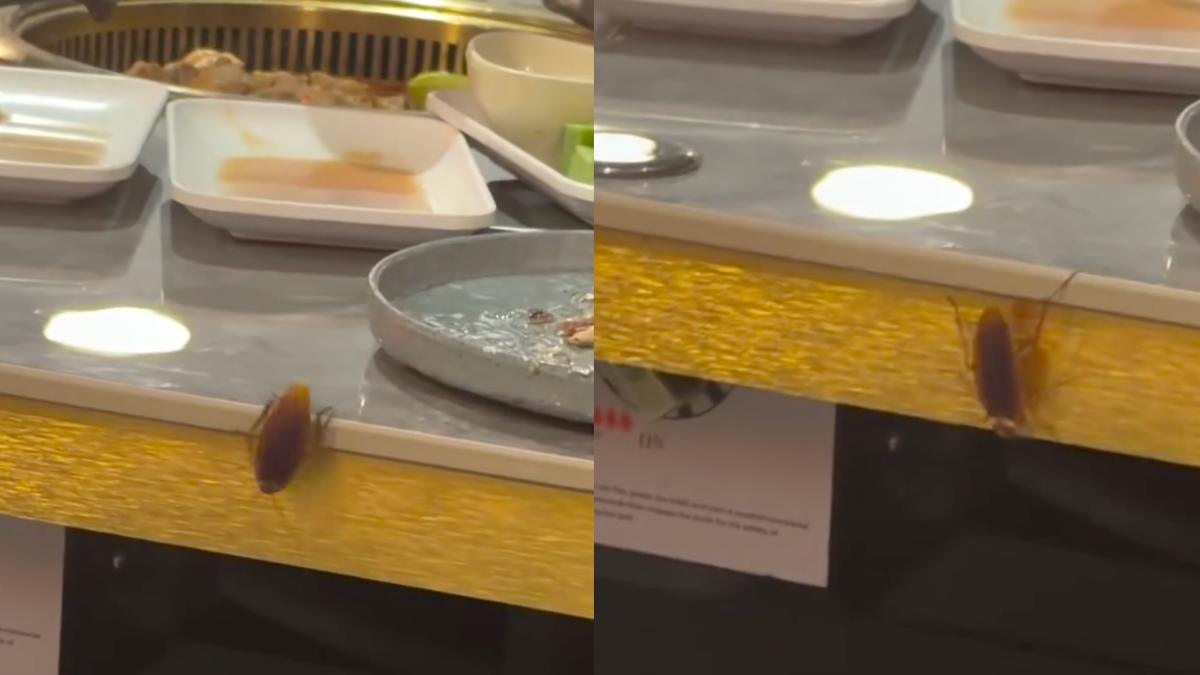 高雄連鎖燒肉店驚現巨蟑!顧客崩潰「超雷別來」 業者認了