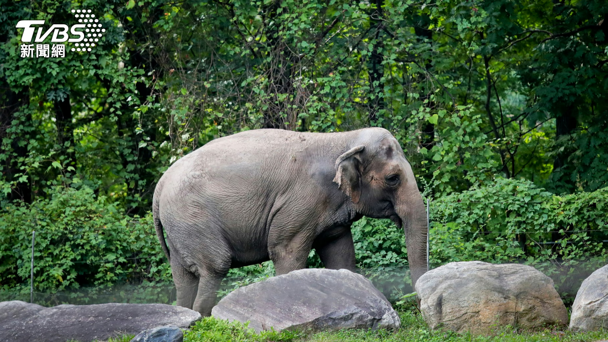 傳奇亞洲象「Happy」於週二在紐約布朗克斯動物園接受安樂死，享年55歲。（圖／達志影像美聯社）