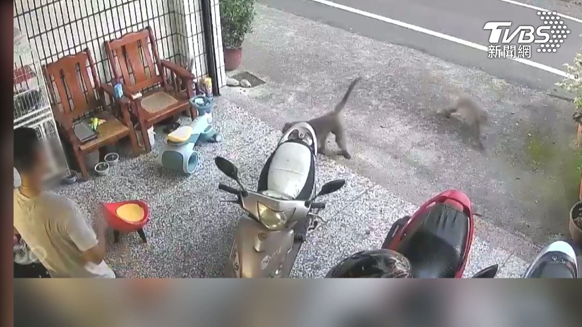 獼猴大鬧林內! 闖國小恐嚇學童 老婦遭猴抱腿「大腿全瘀傷」
