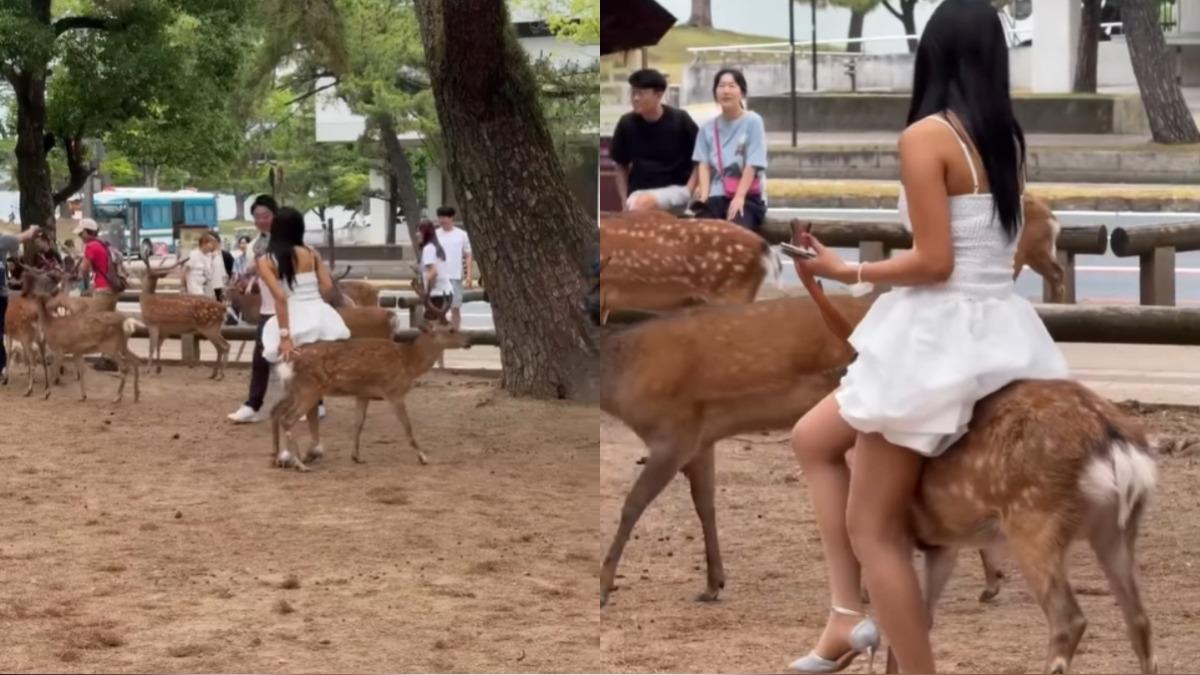 白裙女硬騎奈良鹿!志工怒批「虐待」:牠還車禍殘疾