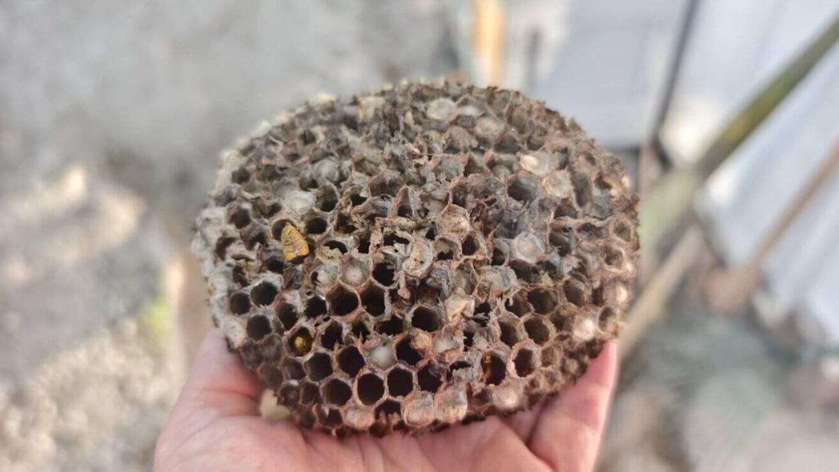 蜂巢約一個手掌大。（圖／台東縣政府提供）