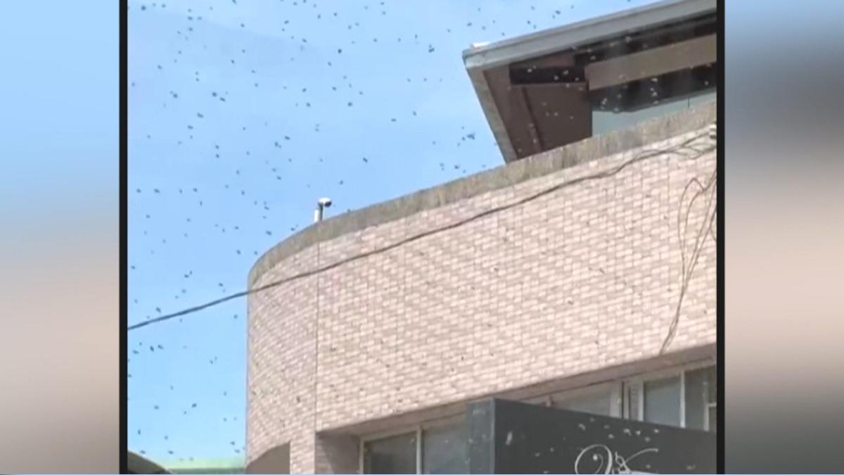 埔里鬧區「蜜蜂海」狂飛!店家嚇關門 捕蜂達人揭密:在找新家。(圖/民眾提供)