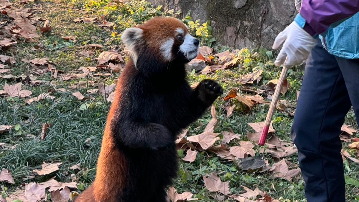 上海動物園贈送小貓熊將在週末抵達台灣。（圖／台北市議員柳采葳提供）