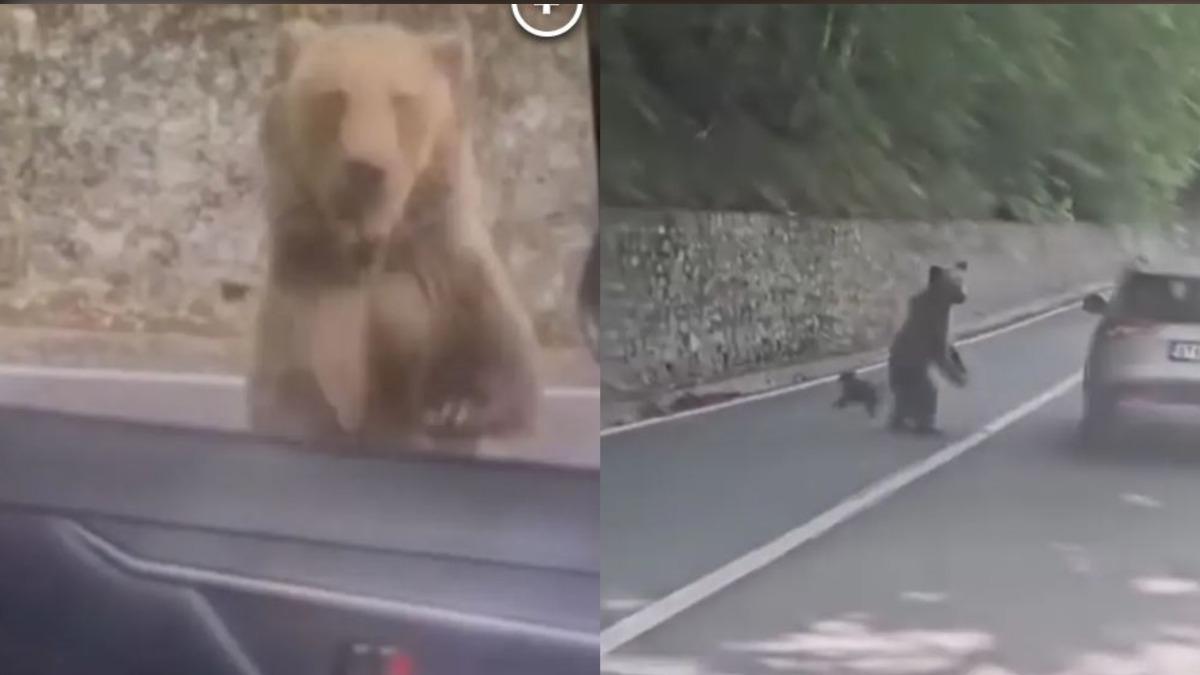 有片/男路邊停車餵熊 母熊突暴衝「砸窗拉人」驚悚畫面曝