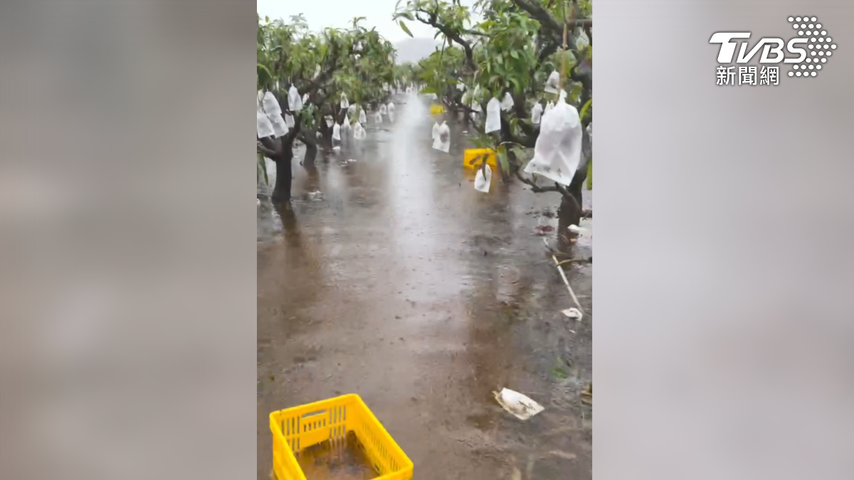 屏東枋山愛文芒果，遇到這波鋒面，風雨吹得整片果園泡在積水裡，果農冒著風雨加緊採收，預估超過2成、約有2千顆受災損（圖／民眾提供）