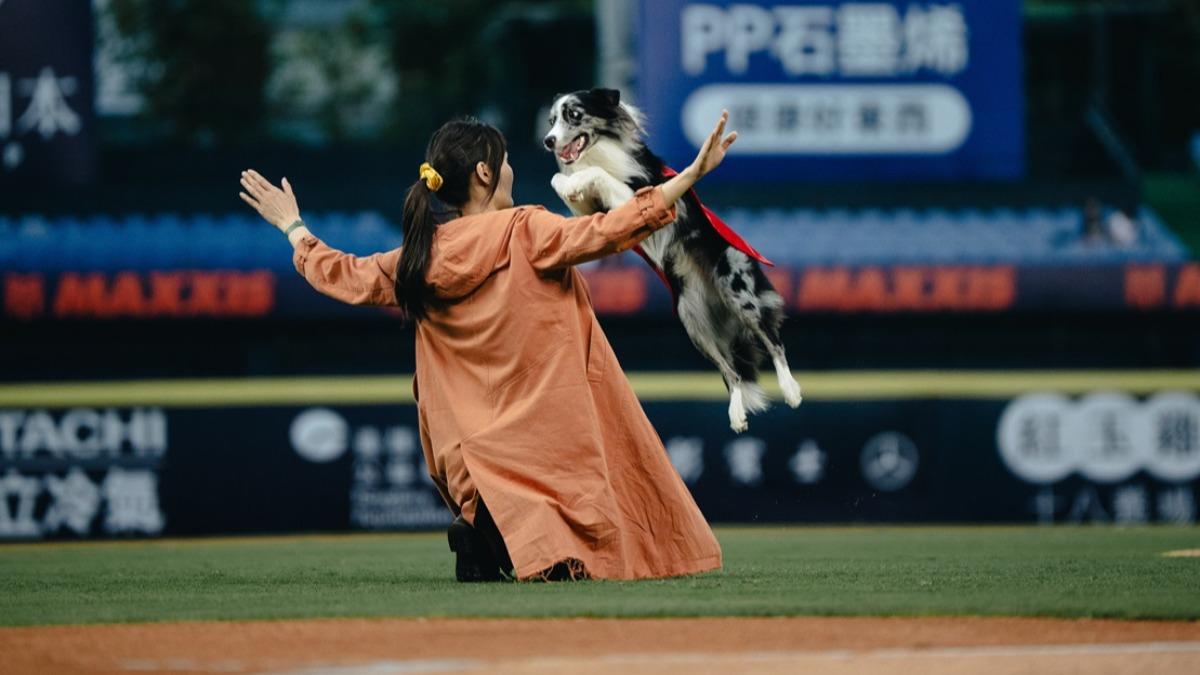 披著「超狗」披風的邊境牧羊犬「波特」,化身為球場上的超級捕手。(圖/華納兄弟提供)
