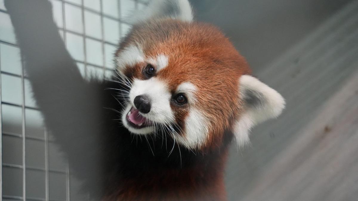 上海小貓熊首次亮相北市動物園! 蔣萬安親曝名字:甜甜、樂樂