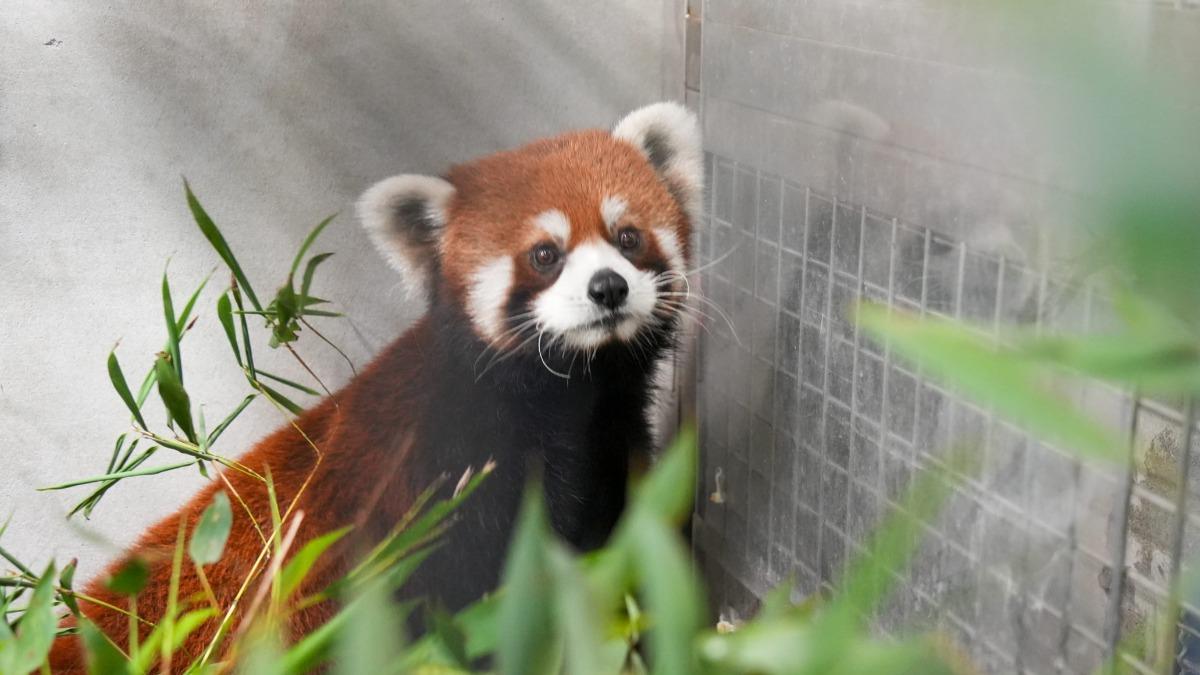 上海動物園小貓熊今天抵達台北市立動物園。(圖/台北市立動物園提供)