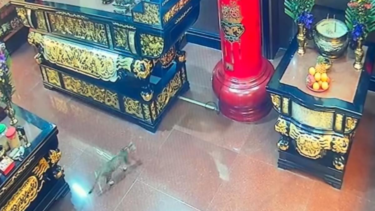 小貓在完成任務後,還特意走到千歲爺壇位前像是在稟報。(圖/翻攝自臉書「阿蓮後寮上南天福德祠」)