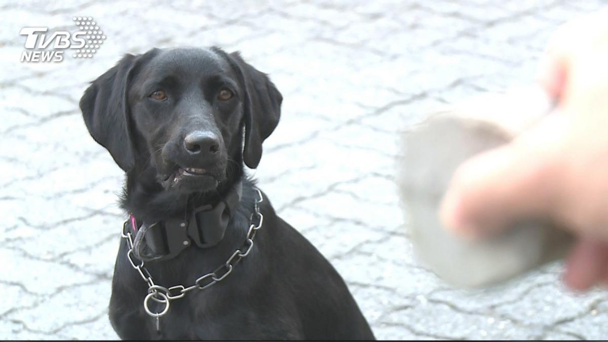 「惡霸犬」在家慘遭3惡犬闖入狂咬斃命 飼主悲痛報警