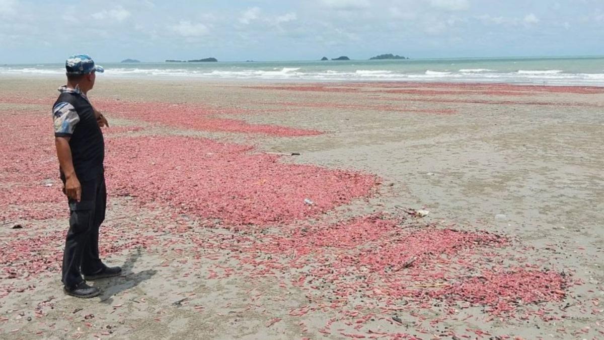 泰國海灘驚現數千「粉紅香腸」! 官方揭真面目:千萬別摸