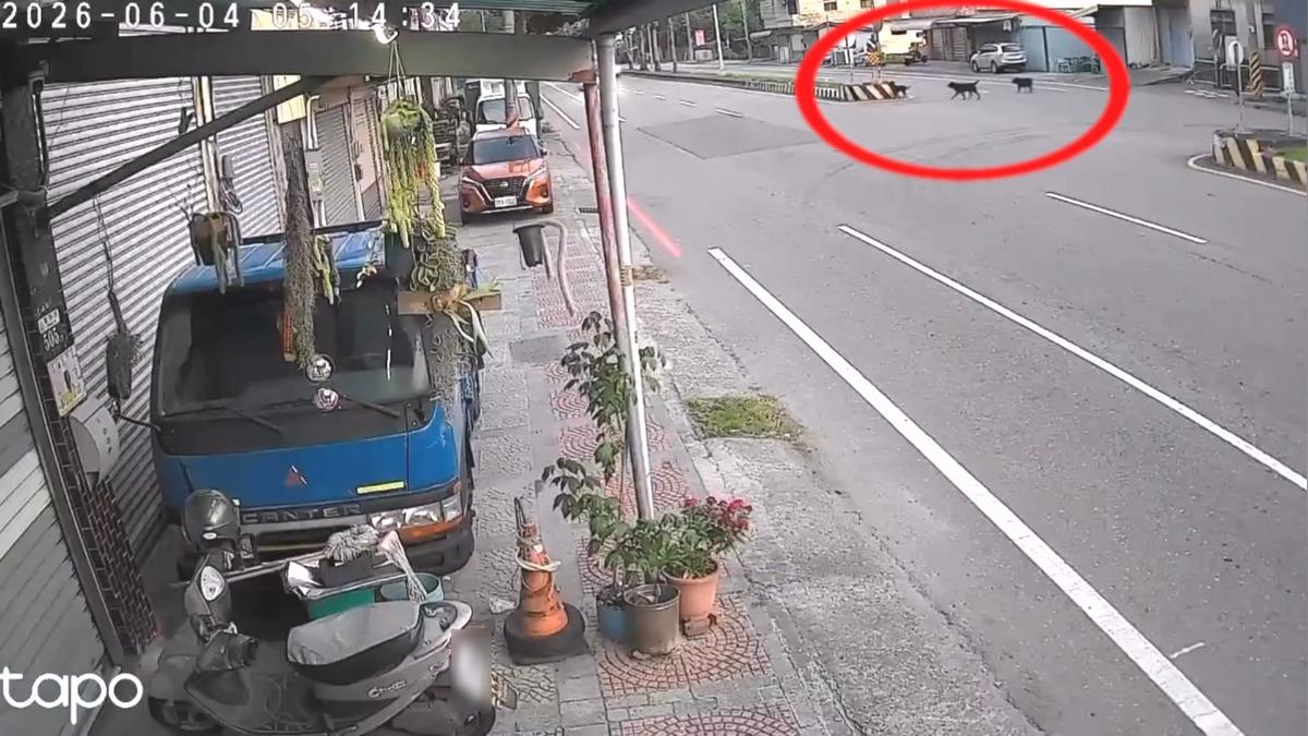 畫面顯示有三隻黑狗停留在路中央，似乎準備過馬路。(圖／店家提供)