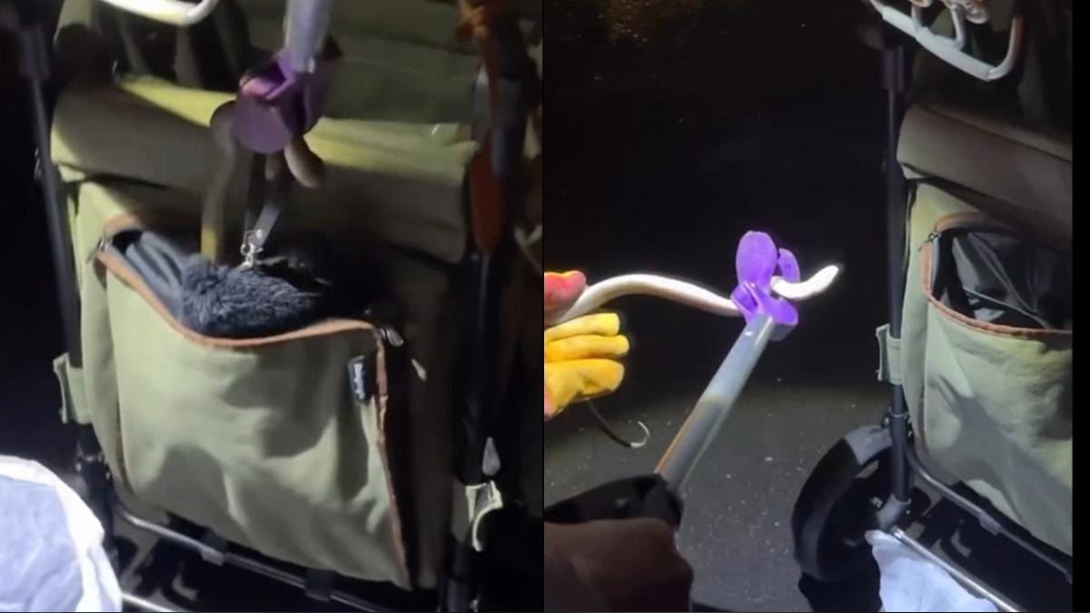狗狗推車摸到怪東西！伸手狂捏竟是眼鏡蛇　主人嚇：差點沒命