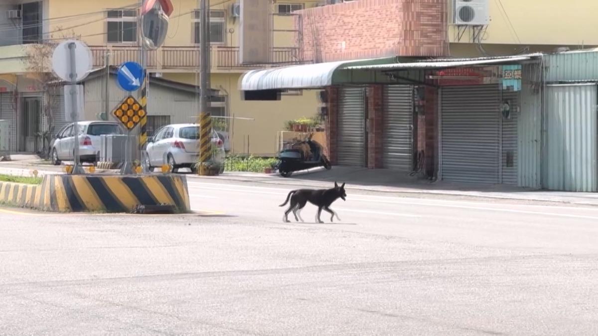台中這路段超危險！今年3起動物車禍。(圖／店家提供)