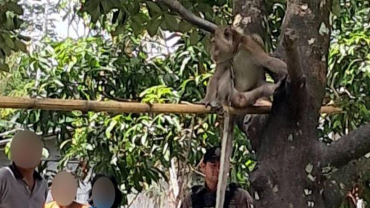 泰國寵物猴突發狂!6歲童遭撕咬 「獠牙貫穿肺部」慘死