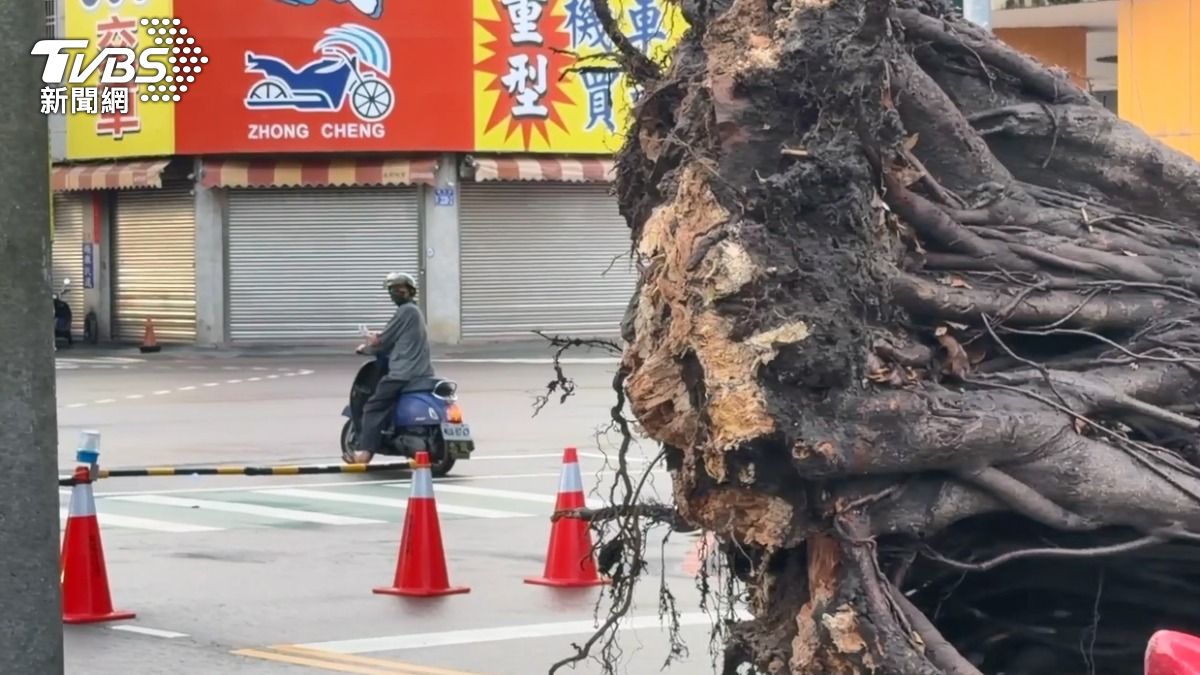 榕樹從樹根處斷裂。(圖/TVBS)