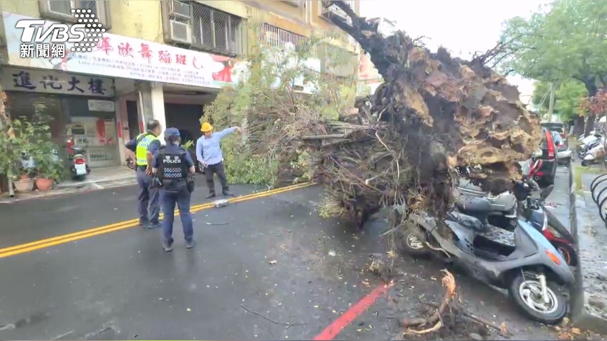 影音／豪雨炸台中釀禍？力行國小旁老樹倒　車頂凹陷電線扯斷。(圖／TVBS) 