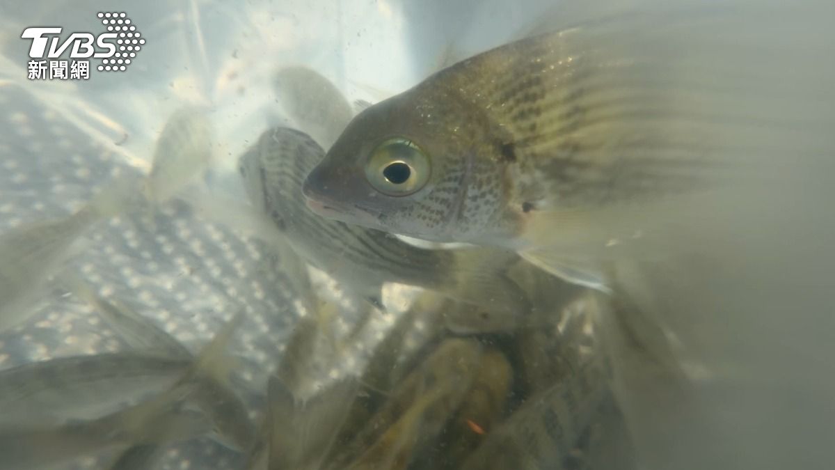 水試所培育3萬尾黑鯛魚苗放流。(圖/程子奕攝)