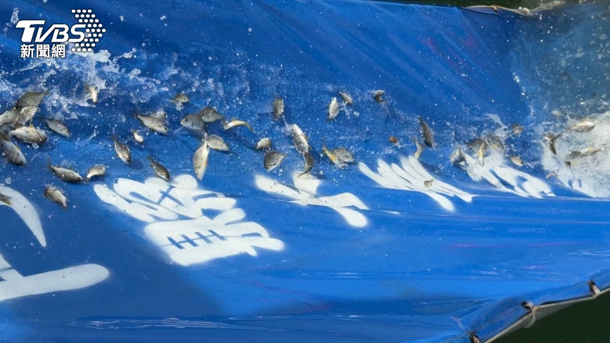 世界海洋日護永續!金門19萬尾魚苗搭「滑水道」奔向大海