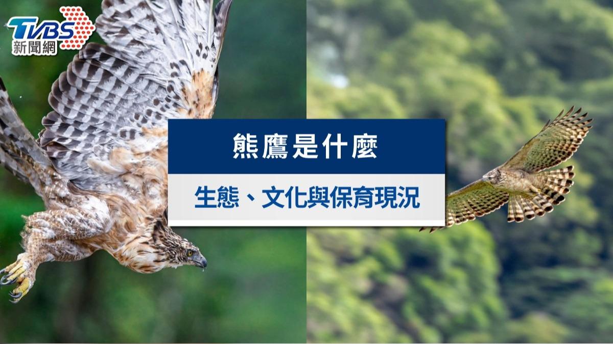 台灣熊鷹是什麼?體型最大的瀕危猛禽、老鷹差別與保育危機全解析