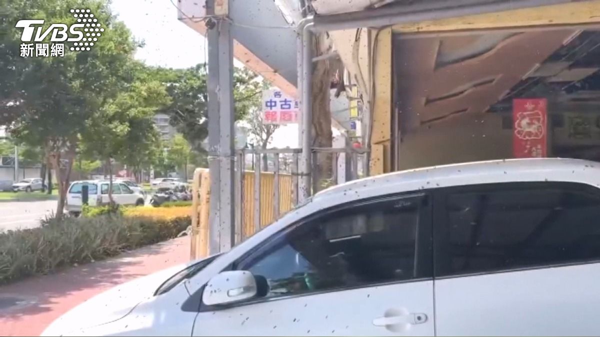 苗栗車行遭萬蜂入侵!半分鐘內群蜂盤旋 老闆不趕反收編當員工。(圖/TVBS)