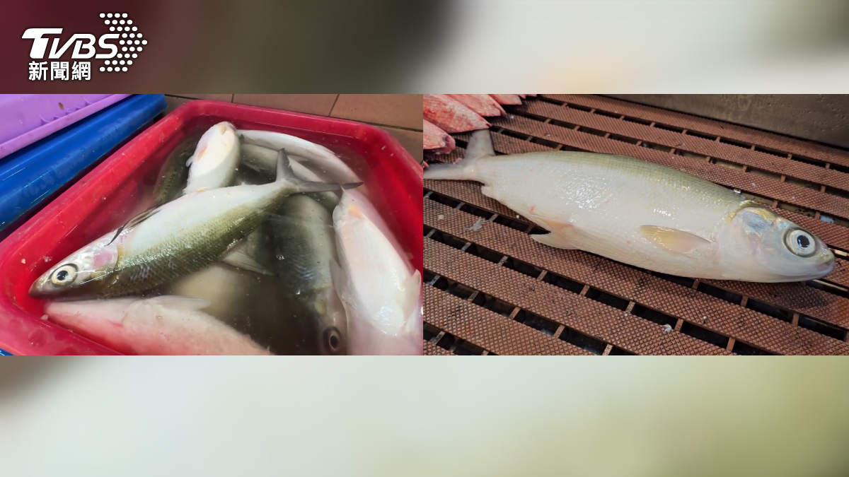 養殖場端同樣感到無奈,除了先前風災影響,近期雨量不足也導致虱目魚養不大,導致虱目魚短缺(圖/TVBS)