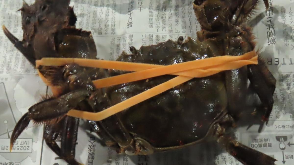 兩批日本絨螯蟹全數退運或銷毀。(圖/食藥署提供)