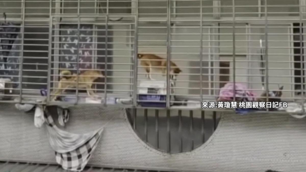 這幾天下大雨，但在桃園龜山卻有飼主將兩隻柴犬和一隻貓咪，養在四層樓高的窗台。（圖／黃瓊慧 桃園觀察日記FB）
