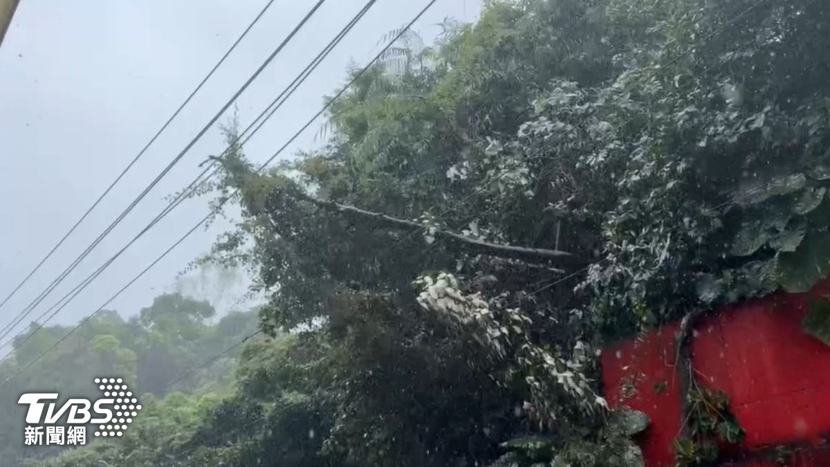 基隆中和路上,大樹樹幹傾倒,壓在高壓電纜上,台電人員緊急搶修。(圖/TVBS)