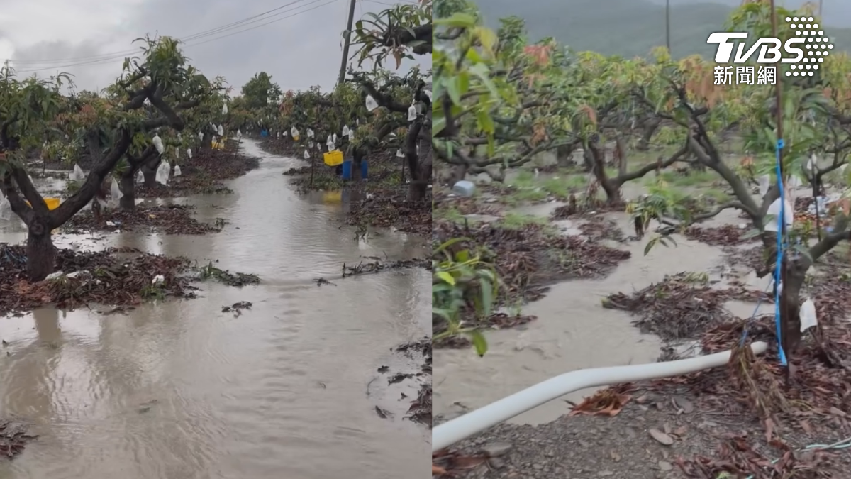 南部地區連日大雨,10號早上屏東山區仍雨勢不斷,枋山一處芒果園更是淹成芒果湖,造成近萬顆落果,損失超過20幾萬元(圖/民眾提供)