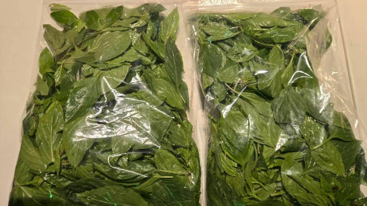 毒蔬果又來了！《非常泰》九層塔「殺菌劑超標10倍」違規名單一次看