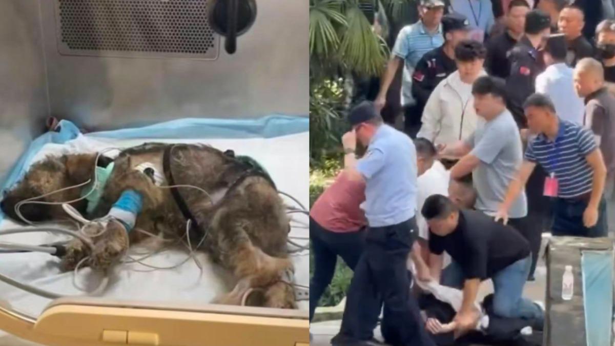 陸男假借領養虐殺!剪尾鋸牙還高樓拋狗 重慶百人包圍社區