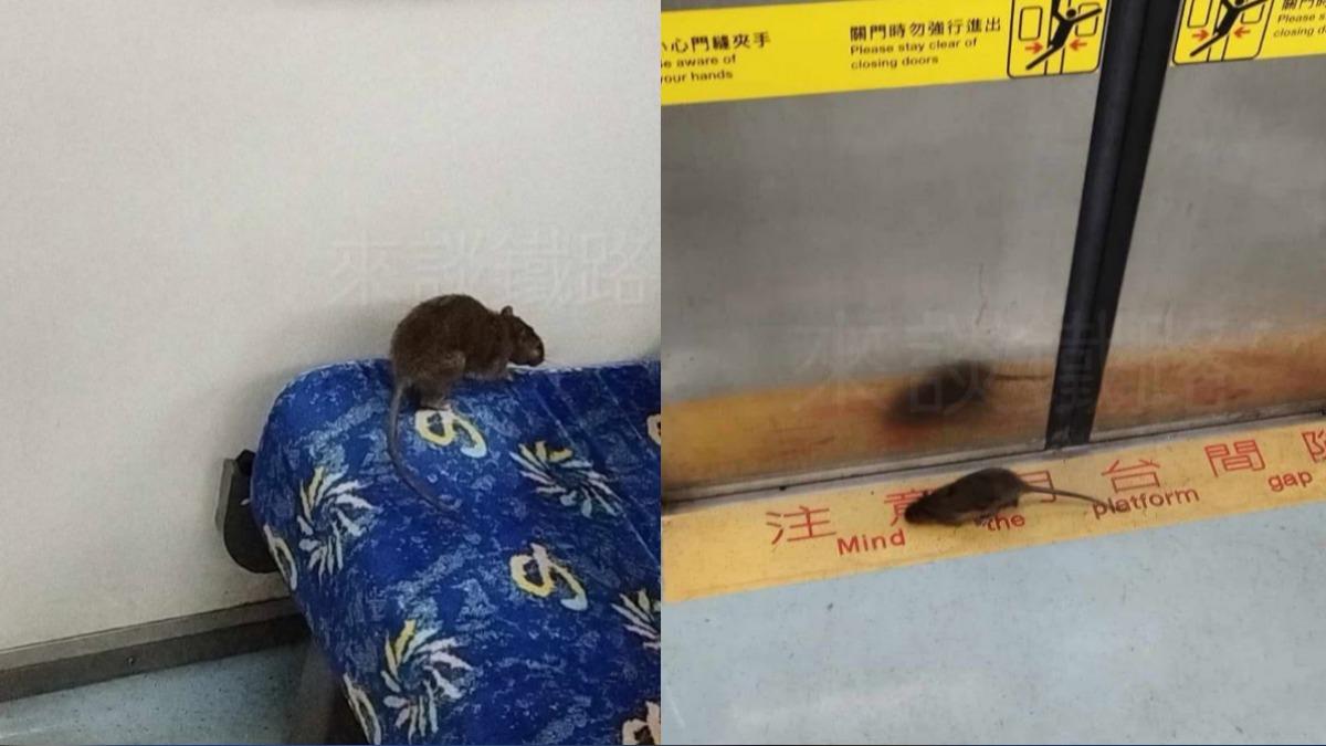 區間車驚見老鼠趴趴走！車廂狂奔還踏上座椅　台鐵道歉了