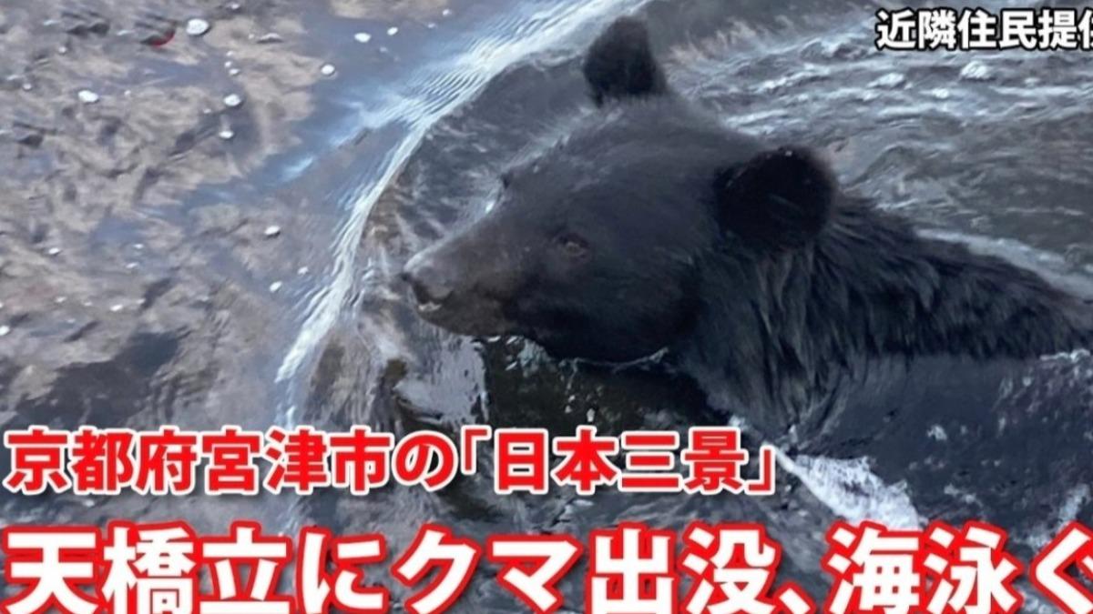 有片/日奇景天橋立熊出沒!沙洲散步還游泳渡海進住宅區