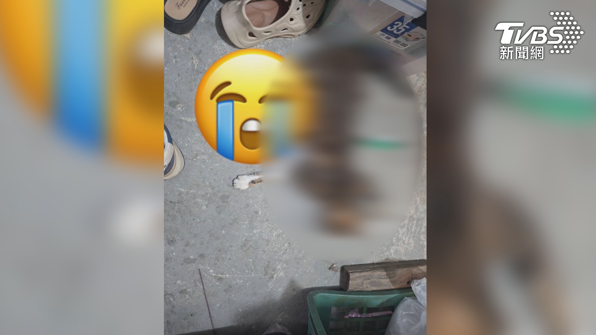 台東金峰鄉嘉蘭村一名謝姓男子,因為不滿住家被貓狗闖進亂翻垃圾、偷吃飯菜,竟然用「十字弓」射殺(圖/二樓買菜提供)