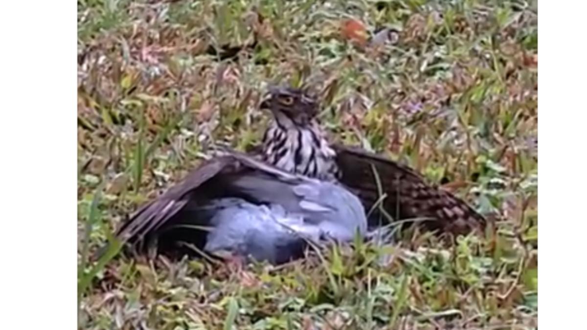 鳳頭蒼鷹獵食捕鴿 北市女大吼「放開牠」遭檢舉騷擾保育類