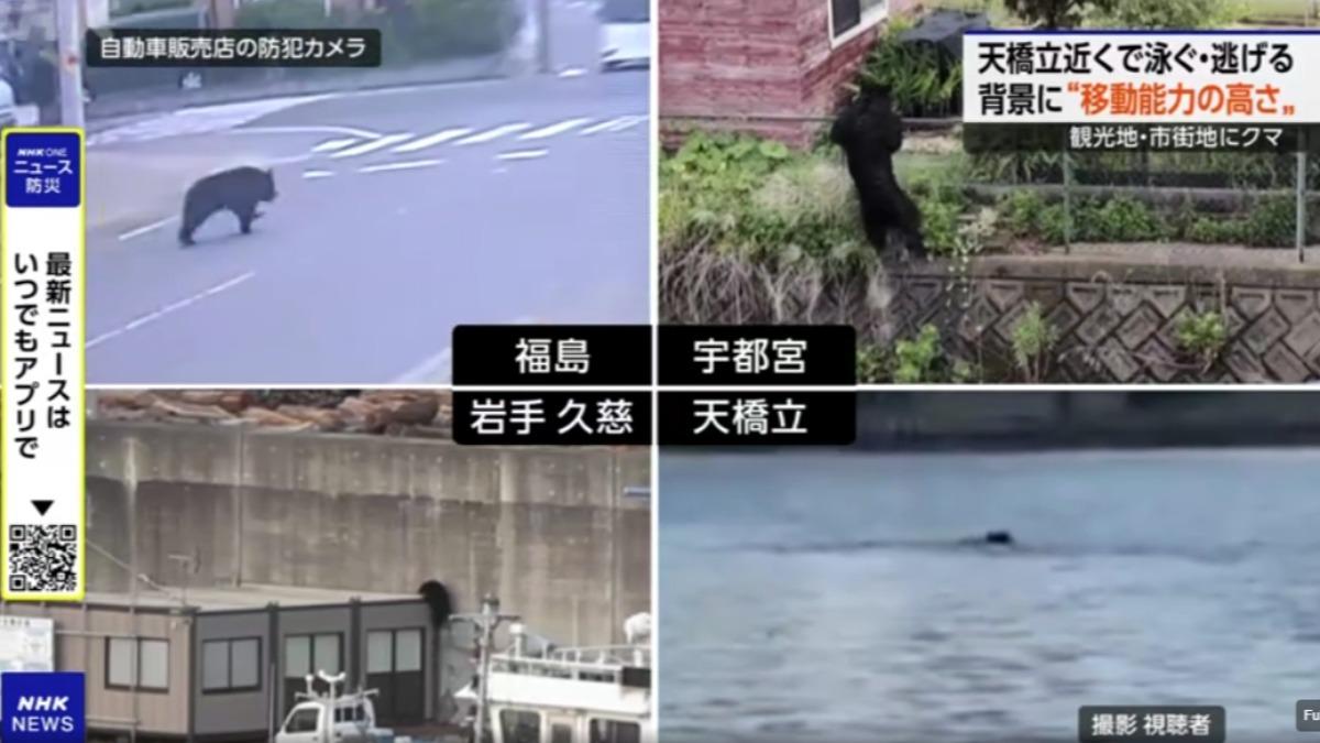 京都天橋立驚見黑熊狂奔！跳海游泳500公尺　闖住宅區被捕